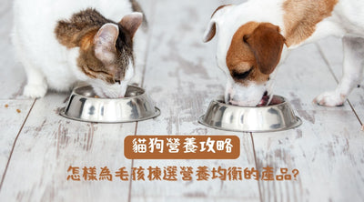 [Cat and Dog Nutrition Guide] Which cat and dog food should I choose? How can I tell if my pet is eating well? 