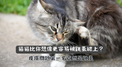 【貓跳蚤問題】貓貓比你想像更容易被跳蚤纏上？皮膚問題第一名竟然是跳蚤