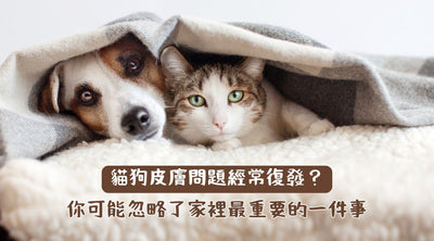 【毛孩家居清潔】貓狗皮膚問題經常復發？你可能忽略了家裡最重要的一件事