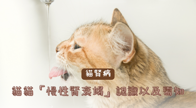 【貓腎病】 貓貓「慢性腎衰竭」認識以及需知