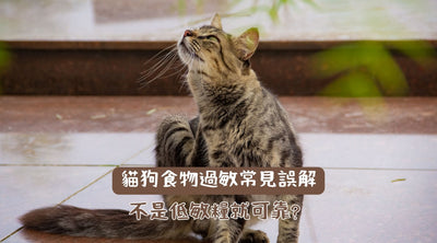 【食物過敏】貓狗食物過敏常見誤解：不是低敏糧就可靠