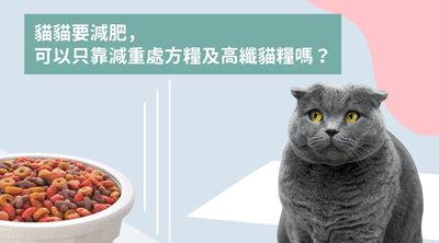 貓咪飲食迷思拆解：貓貓要減肥，可以只靠減重處方糧及高纖貓糧嗎？