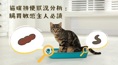 貓咪排便狀況分析：腸胃敏感主人必讀