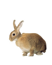 BUSTER 兔仔膠頸圈 Buster Rabbit Collar (5cm)