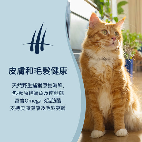 Ziwipeak 巔峰微蒸煮風乾- 草飼牛肉配藍鱈魚貓乾糧