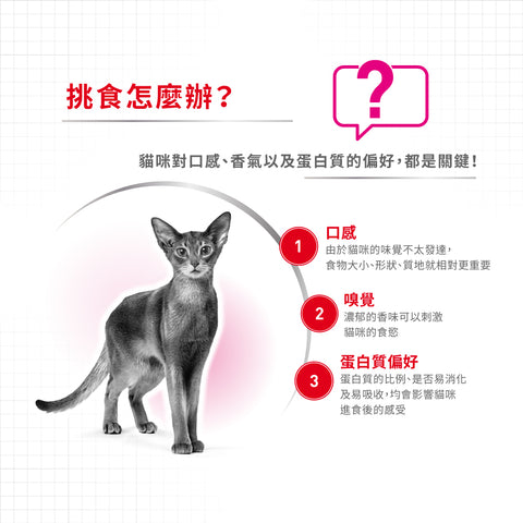 Royal Canin 法國皇家貓乾糧 - 成貓蛋白加強挑嘴配方 Protein Exigent