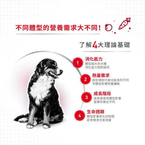 Royal Canin 法國皇家狗乾糧 - 中型成犬營養配方 Medium Adult