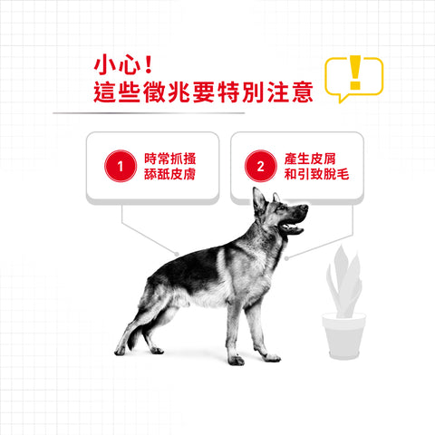 Royal Canin 法國皇家狗乾糧 - 大型犬皮膚舒緩加護配方 Maxi Dermacomfort 12kg