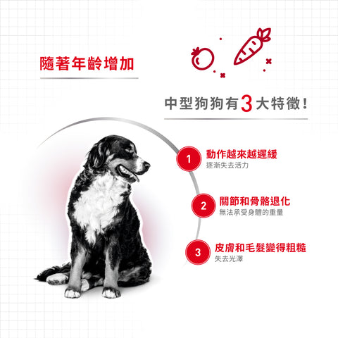 Royal Canin 法國皇家狗乾糧 - 中型老犬10+營養配方 Medium Ageing 10+ 3kg