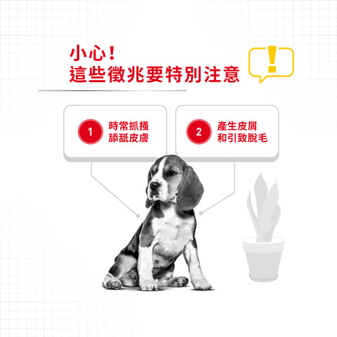 Royal Canin 法國皇家狗乾糧 - 中型犬皮膚舒緩加護配方 Medium Dermacomfort