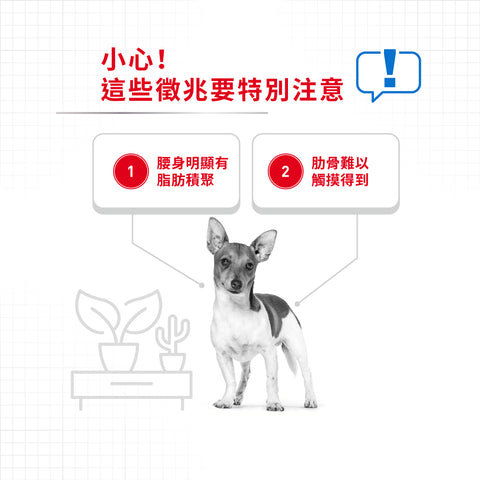 Royal Canin 法國皇家狗濕糧 - 成犬體重控制加護主食濕糧 (肉塊) Light Weight Care (Loaf) 85g