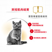 Royal Canin 法國皇家貓乾糧 - 英國短毛成貓 British Shorthair Adult