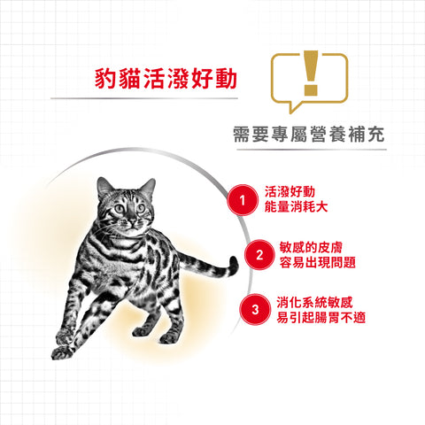 Royal Canin 法國皇家貓乾糧 - 孟加拉豹貓成貓 Bengal Adult