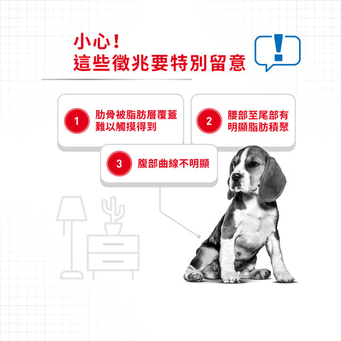 Royal Canin 法國皇家狗乾糧 - 中型犬體重控制加護配方 Medium Light Weight Care 12kg