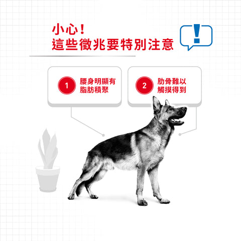 Royal Canin 法國皇家狗乾糧 - 大型犬體重控制加護配方 Maxi Light Weight Care 12kg