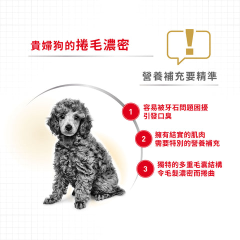 Royal Canin 法國皇家狗乾糧 - 貴婦狗成犬專屬配方 Poodle Adult