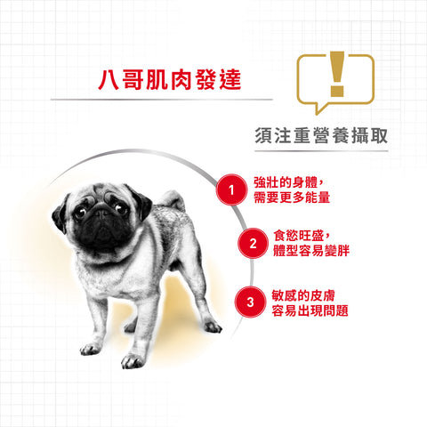 Royal Canin 法國皇家狗乾糧 - 八哥成犬專屬配方 Pug Adult 1.5kg