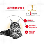 Royal Canin 法國皇家貓乾糧 - 緬因成貓 Maine Coon Adult